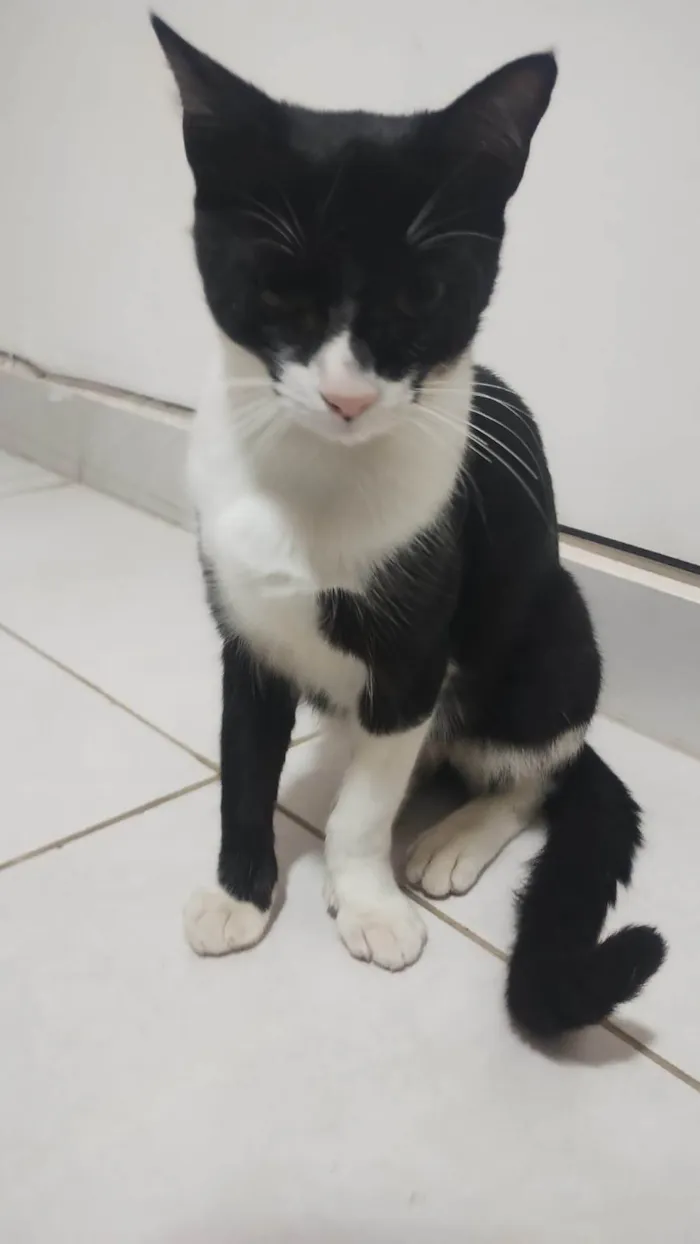 Gato ra a SRD-ViraLata idade 7 a 11 meses nome Frajola