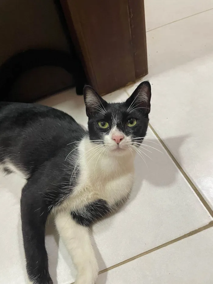 Gato ra a SRD-ViraLata idade 7 a 11 meses nome Frajola