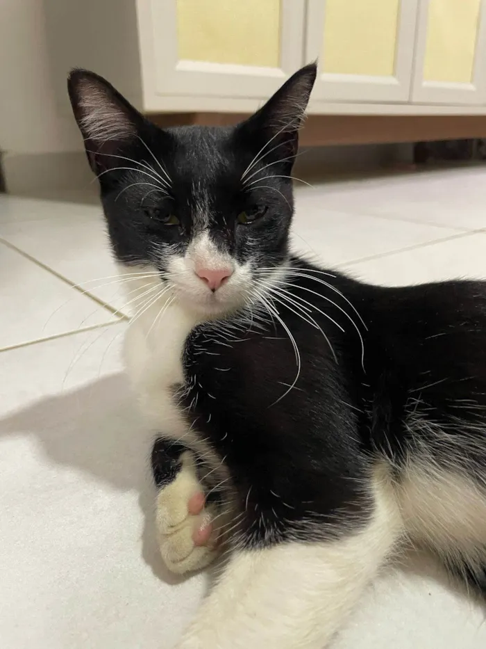 Gato ra a SRD-ViraLata idade 7 a 11 meses nome Frajola