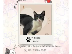 Gato raça SRD-ViraLata idade 7 a 11 meses nome Frajola