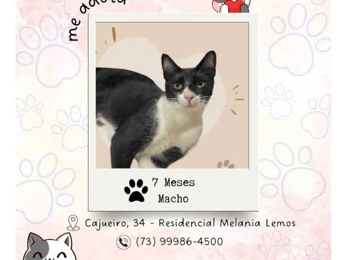 Gato ra a SRD-ViraLata idade 7 a 11 meses nome Frajola