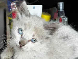 Gato raça SRD-ViraLata idade Abaixo de 2 meses nome Fifi e Lulu