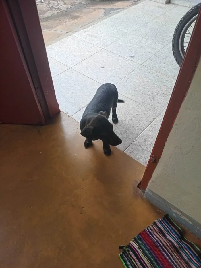 Cachorro ra a SRD-ViraLata idade 7 a 11 meses nome Não tem nome 