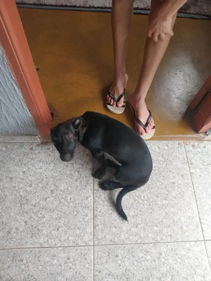 Cachorro ra a SRD-ViraLata idade 7 a 11 meses nome Não tem nome 