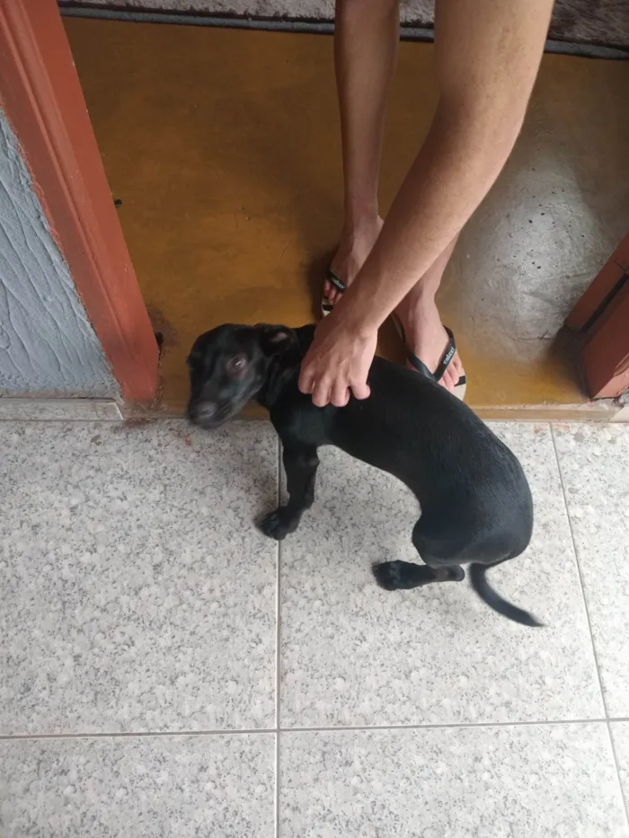 Cachorro ra a SRD-ViraLata idade 7 a 11 meses nome Não tem nome 