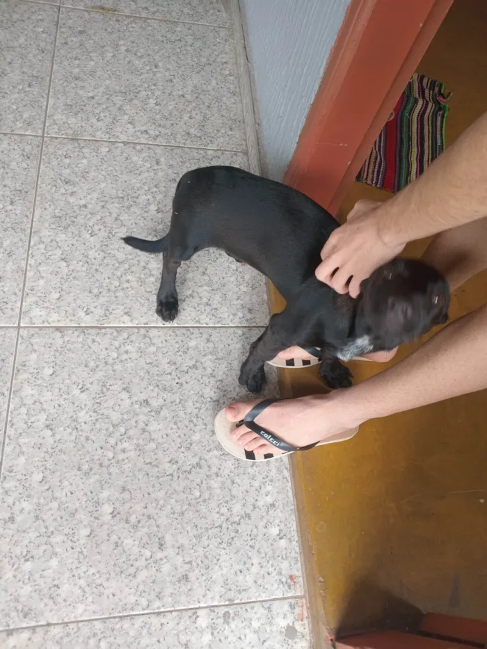 Cachorro ra a SRD-ViraLata idade 7 a 11 meses nome Não tem nome 