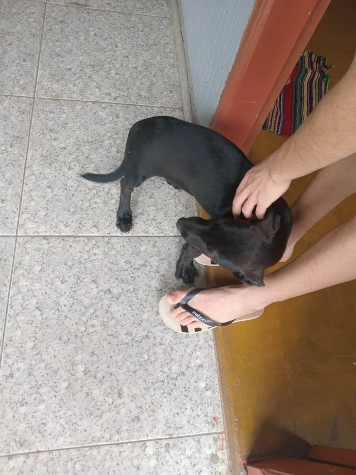 Cachorro ra a SRD-ViraLata idade 7 a 11 meses nome Não tem nome 