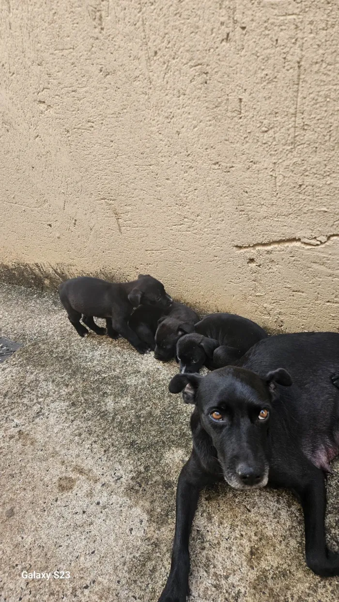 Cachorro ra a SRD-ViraLata idade Abaixo de 2 meses nome Negao 