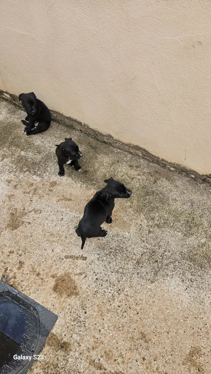 Cachorro ra a SRD-ViraLata idade Abaixo de 2 meses nome Negao 