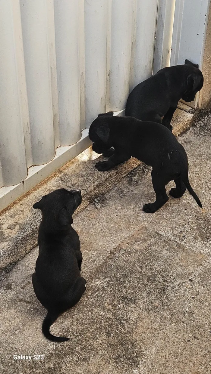 Cachorro ra a SRD-ViraLata idade Abaixo de 2 meses nome Negao 