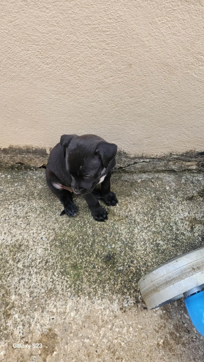 Cachorro ra a SRD-ViraLata idade Abaixo de 2 meses nome Negao 