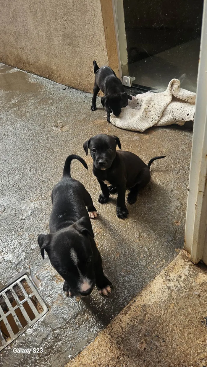 Cachorro ra a SRD-ViraLata idade Abaixo de 2 meses nome Negao 