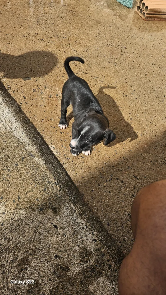 Cachorro ra a SRD-ViraLata idade Abaixo de 2 meses nome Negao 