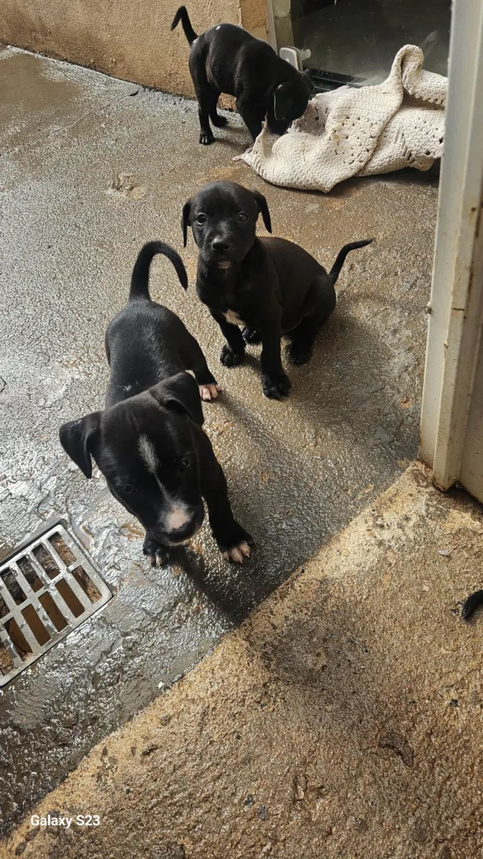 Cachorro ra a SRD-ViraLata idade Abaixo de 2 meses nome Negao 