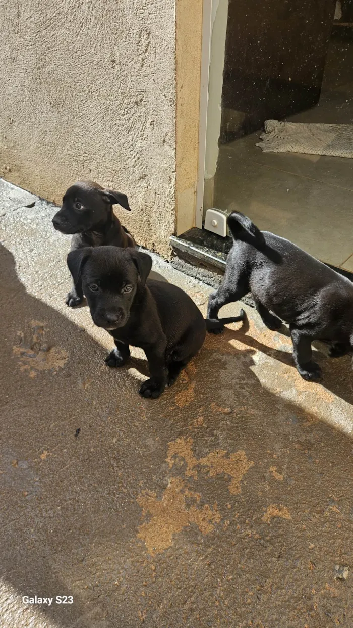 Cachorro ra a SRD-ViraLata idade Abaixo de 2 meses nome Negao 