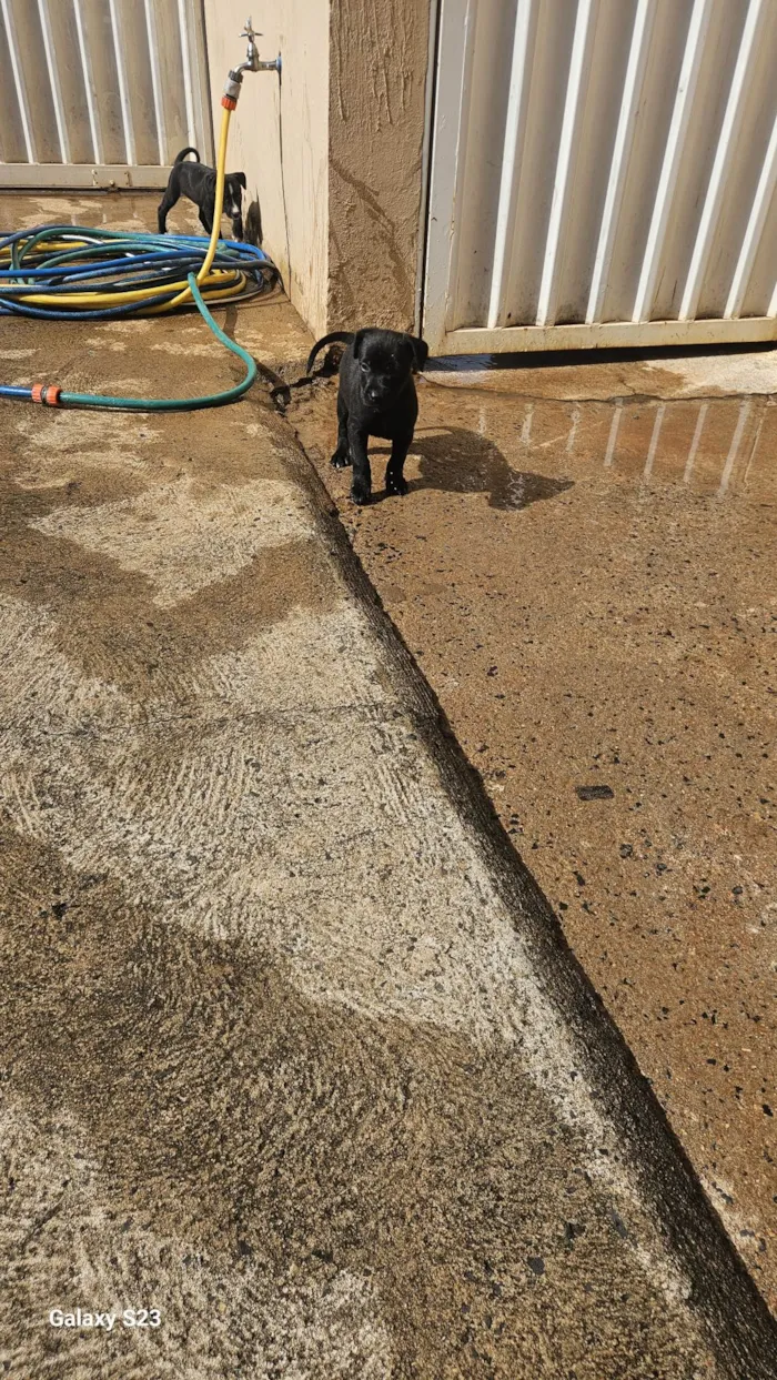 Cachorro ra a SRD-ViraLata idade Abaixo de 2 meses nome Negao 