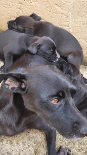 Cachorro raça SRD-ViraLata idade Abaixo de 2 meses nome Filhotes