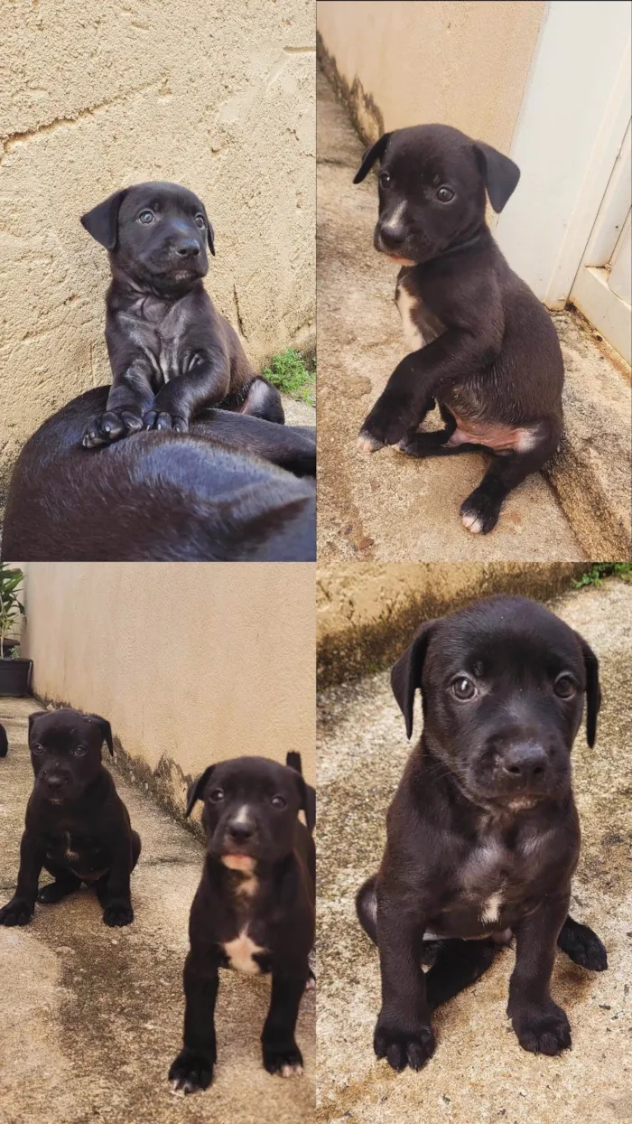 Cachorro ra a SRD-ViraLata idade Abaixo de 2 meses nome Filhotes