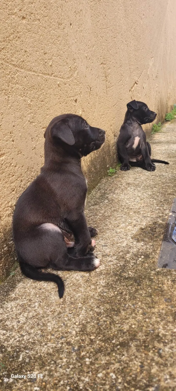 Cachorro ra a SRD-ViraLata idade Abaixo de 2 meses nome Filhotes