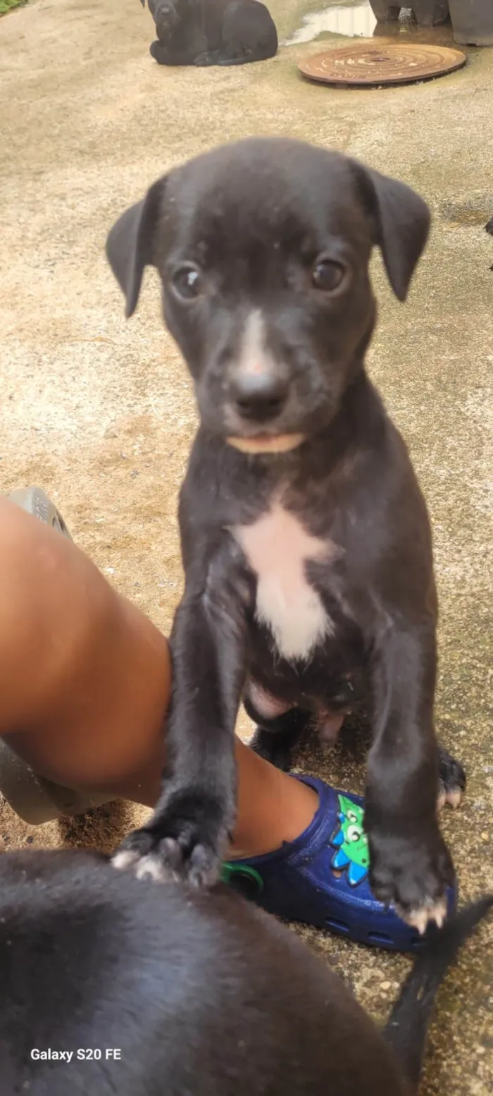 Cachorro ra a SRD-ViraLata idade Abaixo de 2 meses nome Filhotes