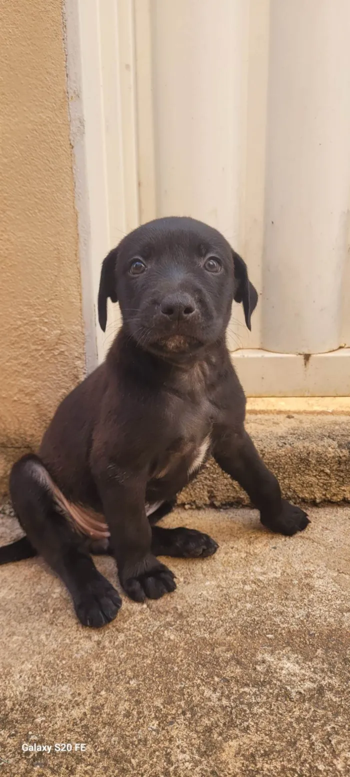 Cachorro ra a SRD-ViraLata idade Abaixo de 2 meses nome Filhotes