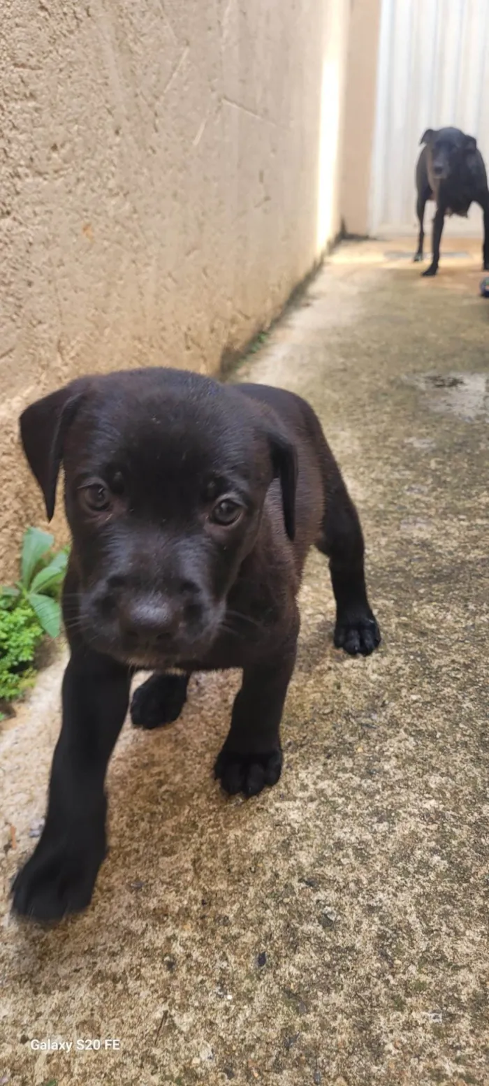 Cachorro ra a SRD-ViraLata idade Abaixo de 2 meses nome Filhotes