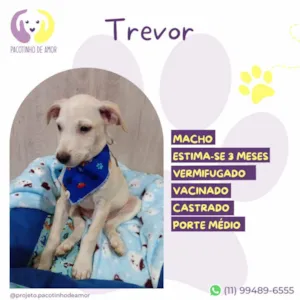 Cachorro raça SRD-ViraLata idade 2 a 6 meses nome Trevor