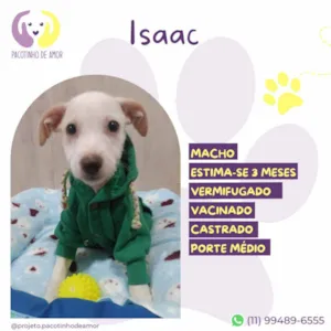 Cachorro raça SRD-ViraLata idade 2 a 6 meses nome Isaac