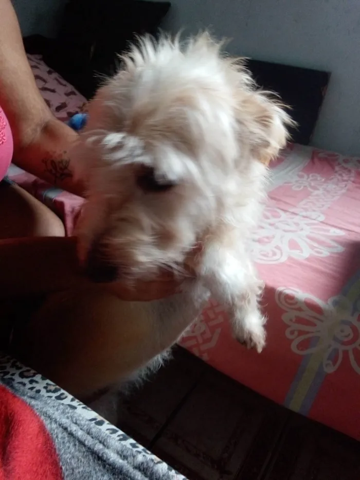 Cachorro ra a Poodle idade 6 ou mais anos nome NiNA