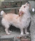 NiNA