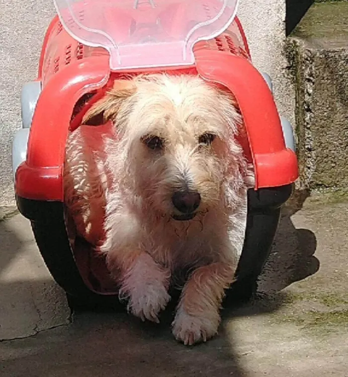 Cachorro ra a Poodle idade 6 ou mais anos nome NiNA