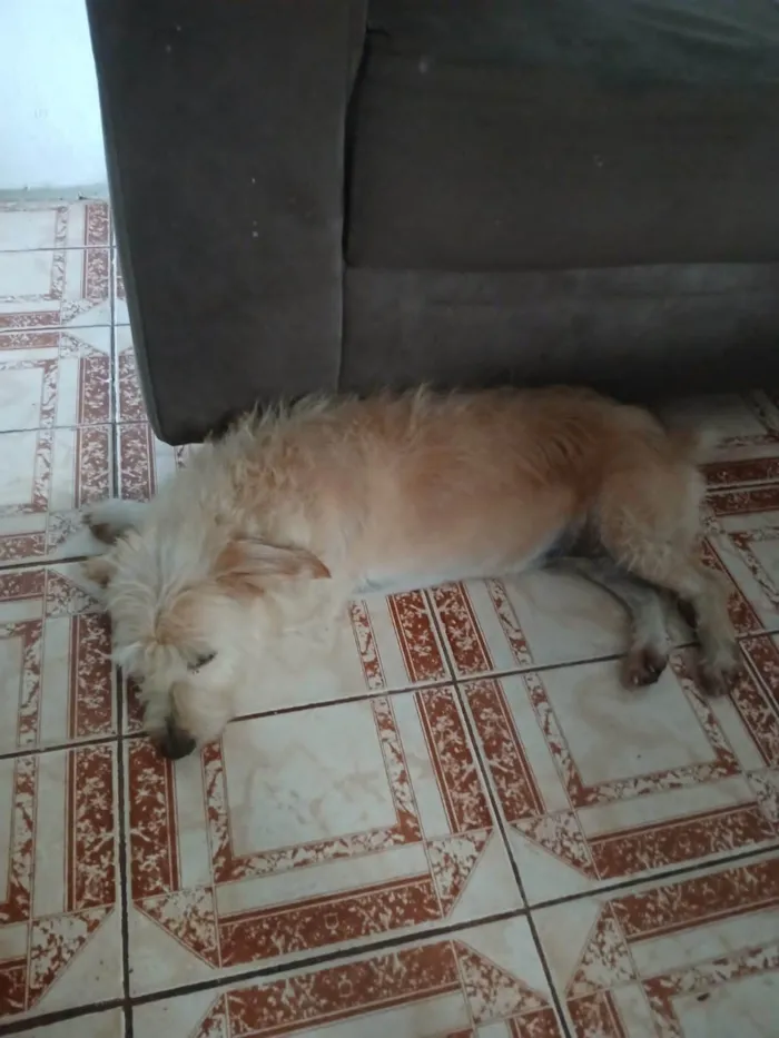 Cachorro ra a Poodle idade 6 ou mais anos nome NiNA