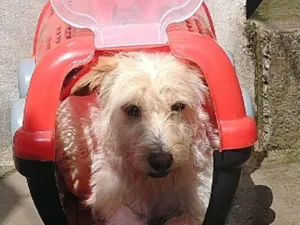 Cachorro raça Poodle idade 6 ou mais anos nome NiNA