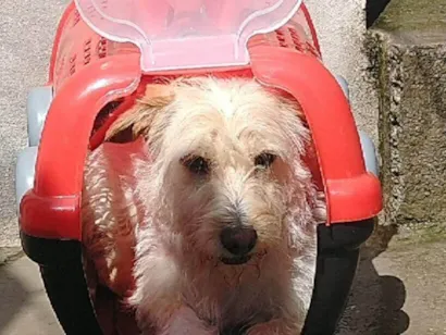 Cachorro raça Poodle idade 6 ou mais anos nome NiNA