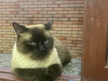 Gato raça Siamês idade 2 anos nome Simba