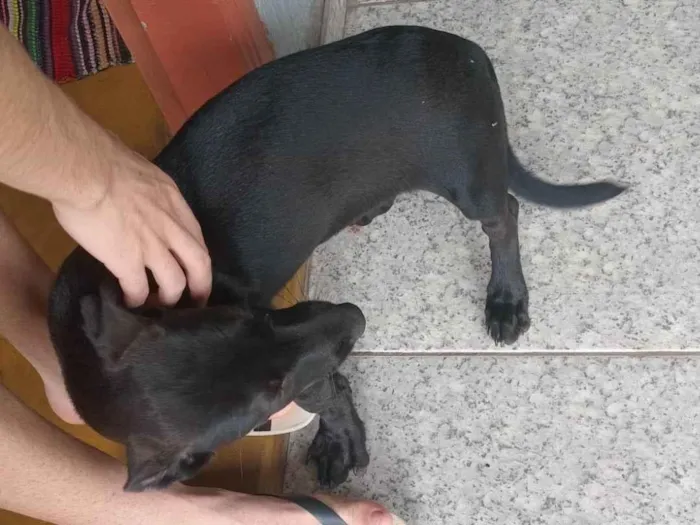 Cachorro ra a SRD-ViraLata idade 7 a 11 meses nome Não tem nome 