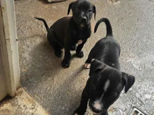Cachorro raça SRD-ViraLata idade Abaixo de 2 meses nome Negao 