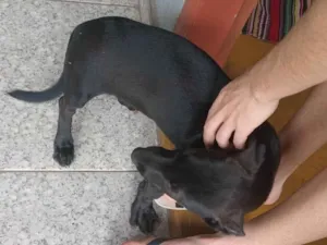 Cachorro raça SRD-ViraLata idade 7 a 11 meses nome Não tem nome 