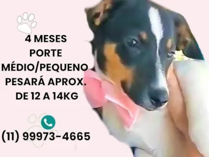 Cachorro raça SRD-ViraLata idade 2 a 6 meses nome Paloma