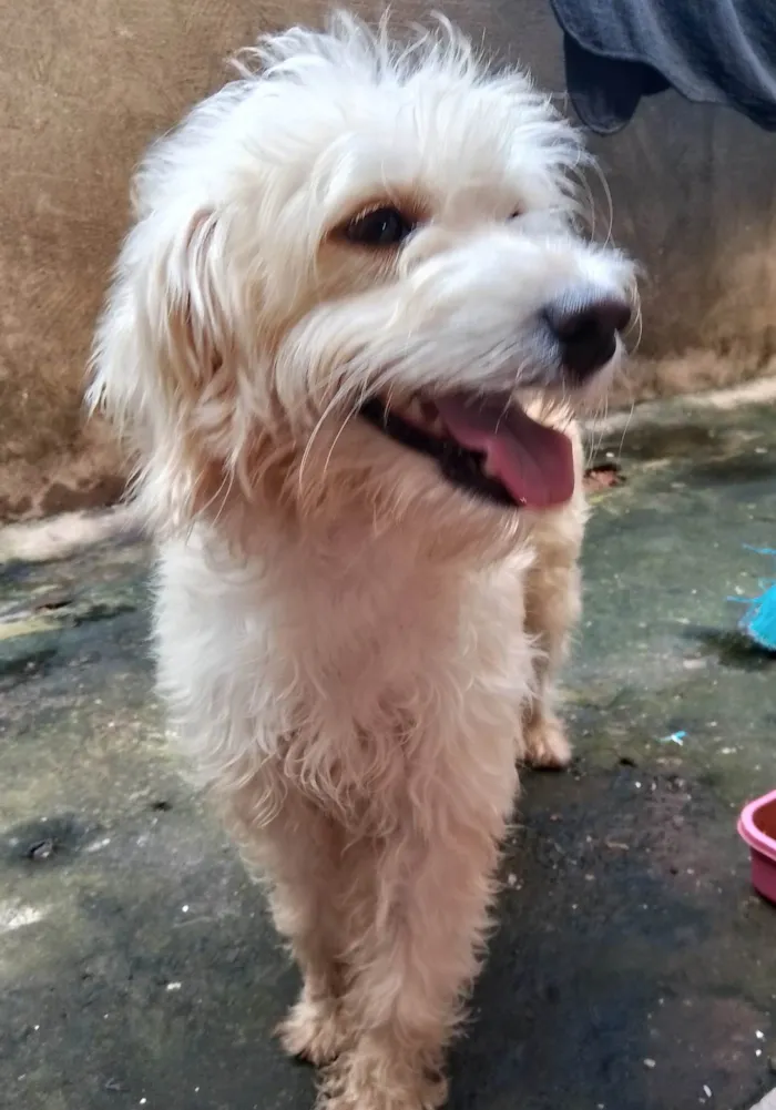 Cachorro ra a Poodle idade  nome Não tem nome