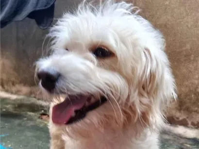 Cachorro raça Poodle idade  nome Não tem nome