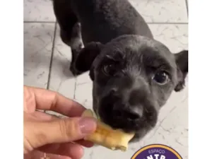 Cachorro raça SRD-ViraLata idade 5 anos nome Raulf
