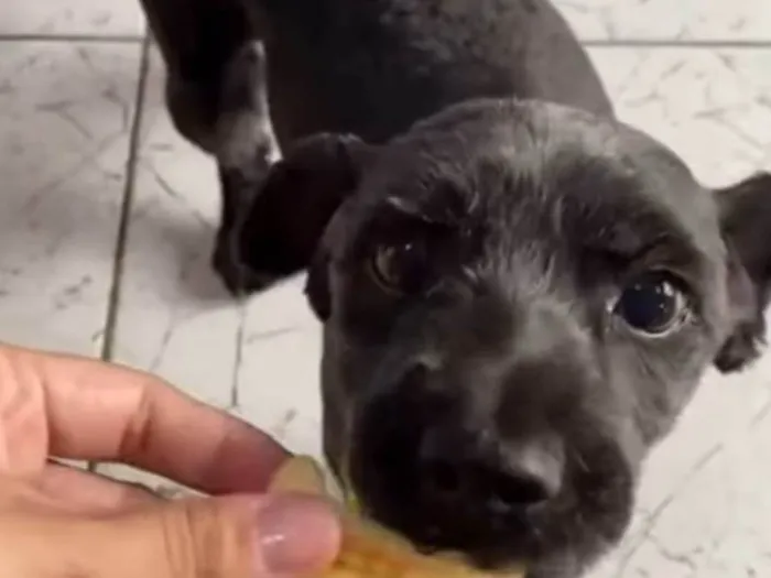 Cachorro ra a SRD-ViraLata idade 5 anos nome Raulf