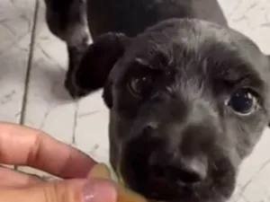 Cachorro raça SRD-ViraLata idade 5 anos nome Raulf