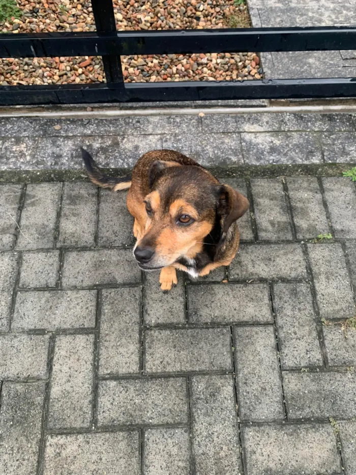 Cachorro ra a SRD-ViraLata idade 5 anos nome Não tem