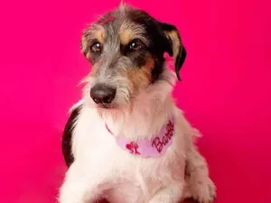 Cachorro raça SRD-ViraLata idade 1 ano nome Nina