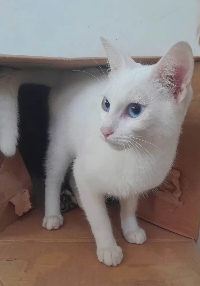 Gato ra a SRD-ViraLata idade 2 a 6 meses nome Scott