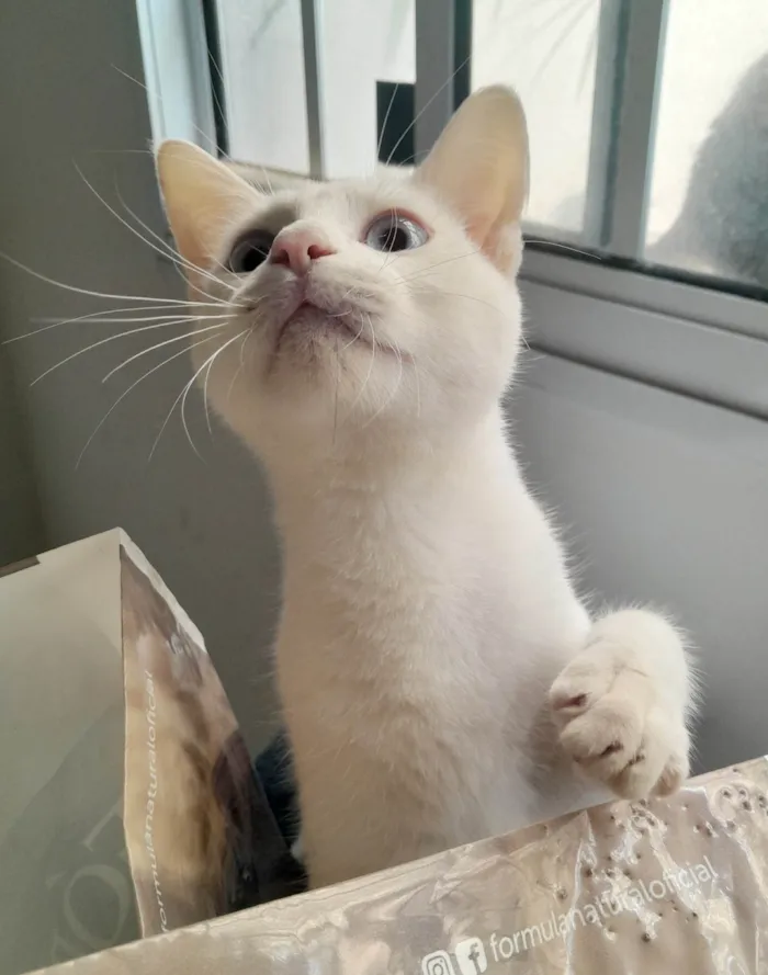 Gato ra a SRD-ViraLata idade 2 a 6 meses nome Scott