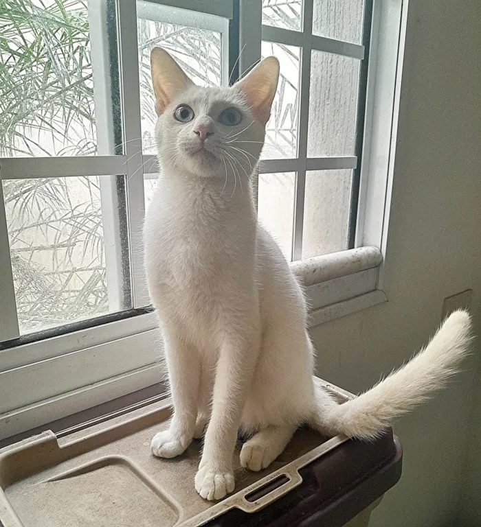 Gato ra a SRD-ViraLata idade 2 a 6 meses nome Scott