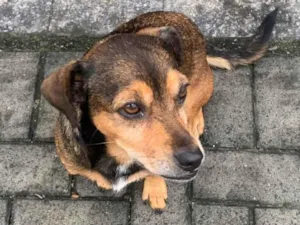 Cachorro raça SRD-ViraLata idade 5 anos nome Não tem